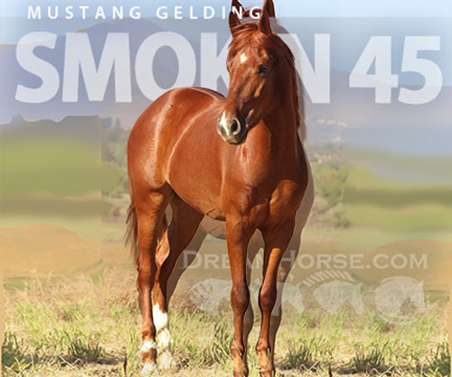 Horse ID: 2301727 Smokin 45