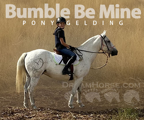 Horse ID: 2301771 Bumble Be Mine