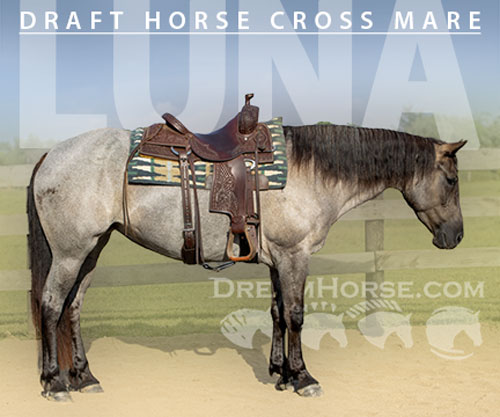 Horse ID: 2301840 Luna