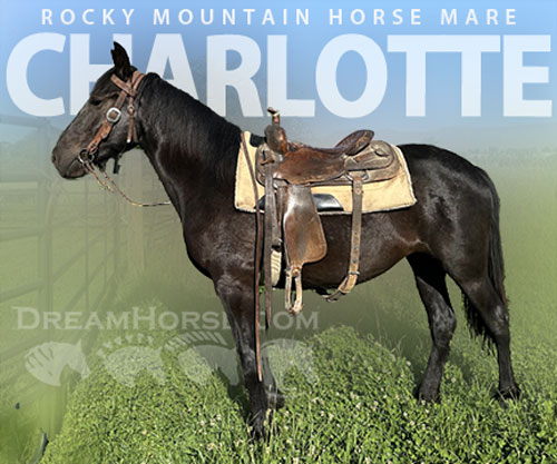 Horse ID: 2301910 Charlotte