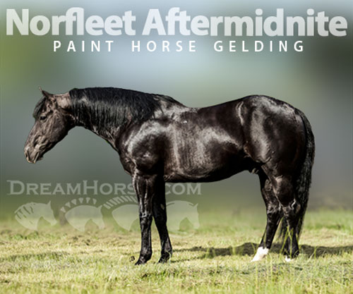 Horse ID: 2301920 Norfleet Aftermidnite