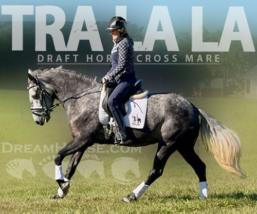 Horse ID: 2301932 Tra La La