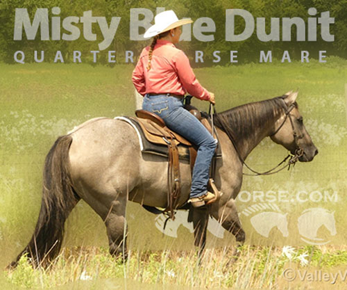 Horse ID: 2301942 Misty Blue Dunit