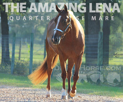 Horse ID: 2301975 THE AMAZING LENA