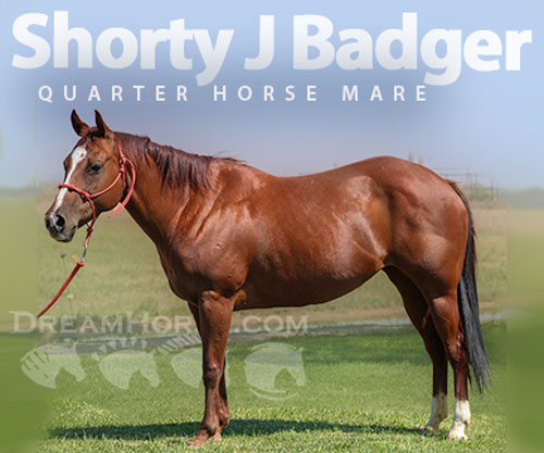 Horse ID: 2302056 Shorty J Badger