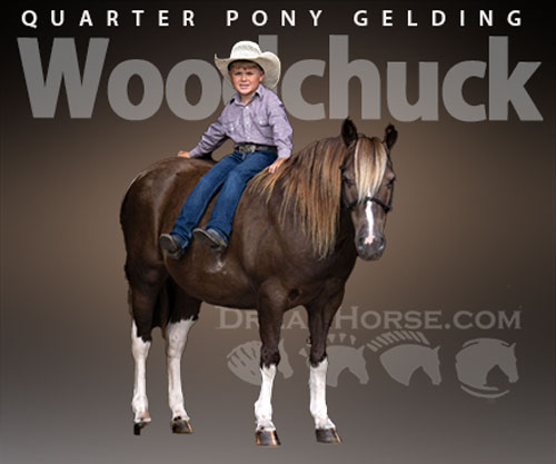 Horse ID: 2302102 Woodchuck