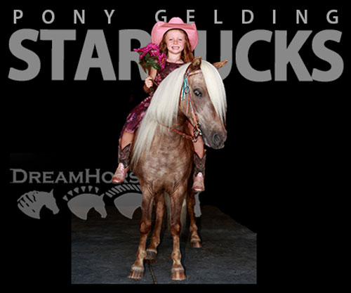 Horse ID: 2302104 Starbucks
