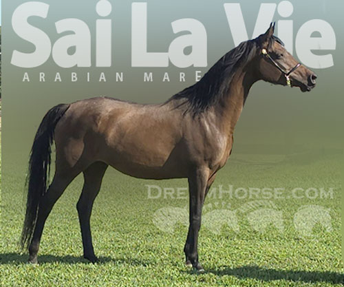 Horse ID: 2302121 Sai La Vie
