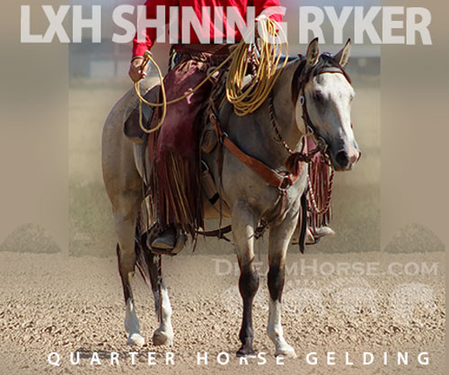 Horse ID: 2302259 LXH SHINING RYKER
