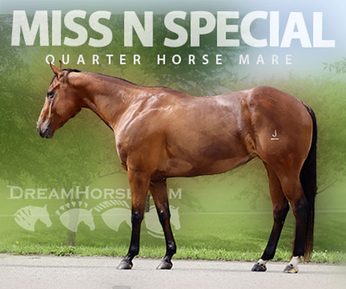 Horse ID: 2302299 MISS N SPECIAL