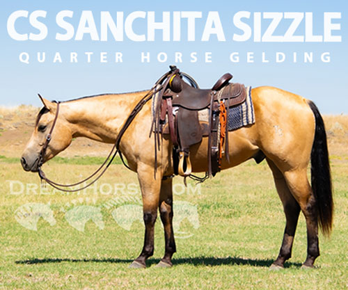 Horse ID: 2302325 CS SANCHITA SIZZLE