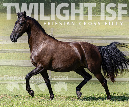 Horse ID: 2302364 Twilight ISF