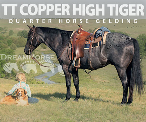 Horse ID: 2302403 TT COPPER HIGH TIGER