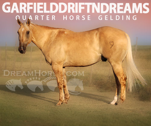 Horse ID: 2302412 Garfielddriftndreams