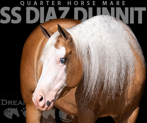 Horse ID: 2302427 SS DIAZ DUNNIT