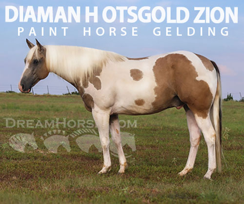 Horse ID: 2302435 DIAMAN H OTSGOLD ZION
