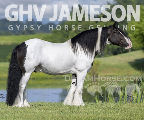 Horse ID: 2302438 GHV JAMESON