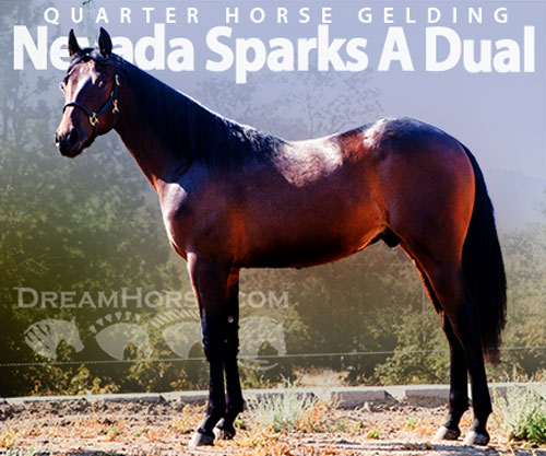 Horse ID: 2302463 Nevada Sparks A Dual