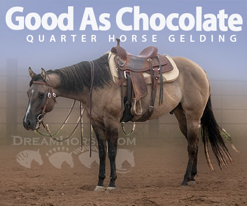 Horse ID: 2302498 Good As Chocolate