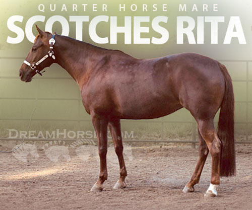 Horse ID: 2302576 SCOTCHES RITA