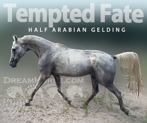 Horse ID: 2302582 Tempted Fate