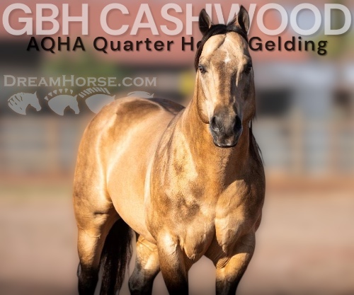 Horse ID: 2302672 GBH CASHWOOD