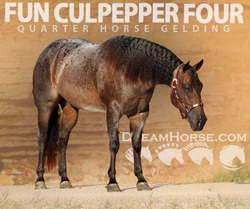 Horse ID: 2302673 FUN CULPEPPER FOUR