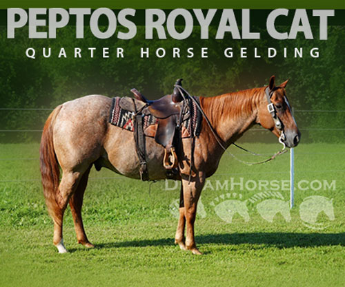 Horse ID: 2302675 PEPTOS ROYAL CAT