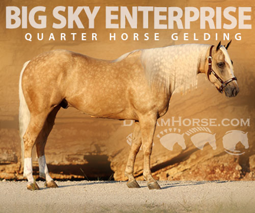 Horse ID: 2302676 BIG SKY ENTERPRISE