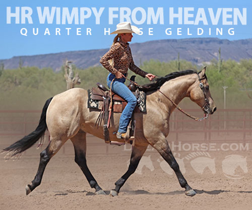 Horse ID: 2302679 HR WIMPY FROM HEAVEN