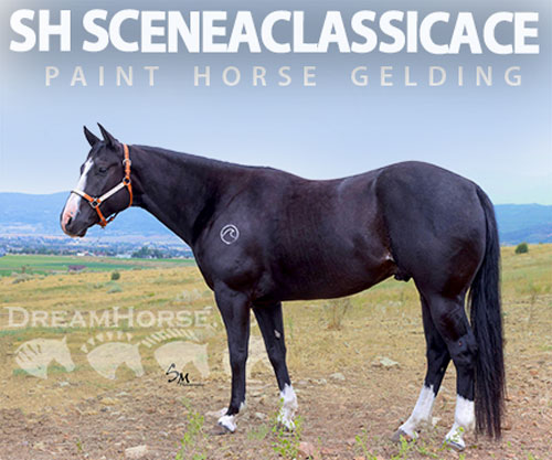 Horse ID: 2302680 SH SCENEACLASSICACE