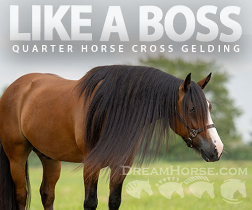 Horse ID: 2302681 LIKE A BOSS