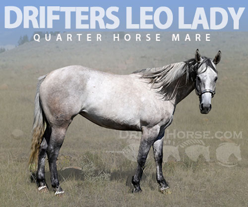 Horse ID: 2302682 DRIFTERS LEO LADY