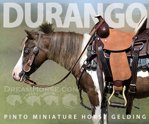 Horse ID: 2302684 Durango
