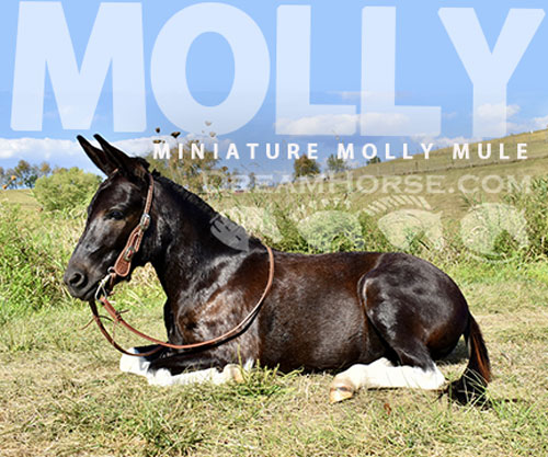 Horse ID: 2302685 Molly