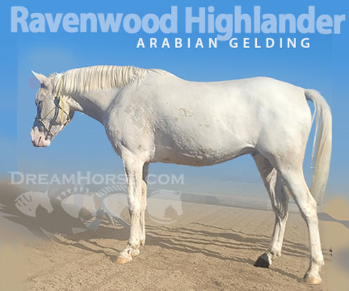 Horse ID: 2302705 Ravenwood Highlander