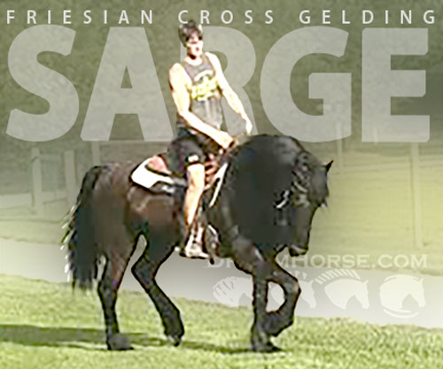 Horse ID: 2302725 SARGE