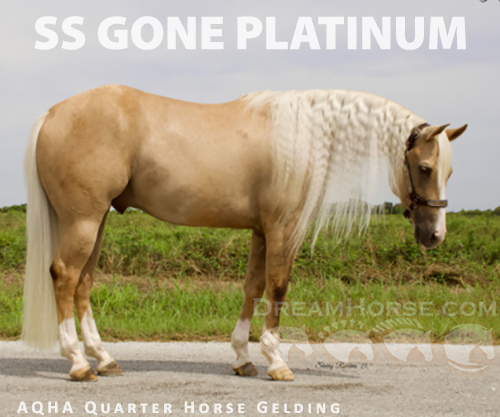 Horse ID: 2302729 SS GONE PLATINUM