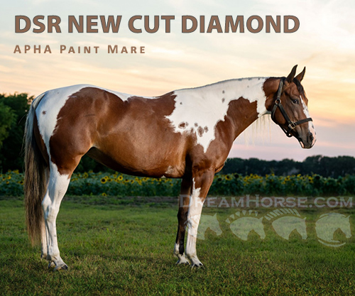 Horse ID: 2302732 DSR NEW CUT DIAMOND
