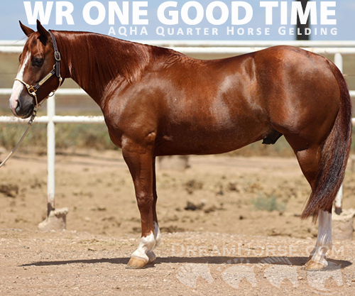 Horse ID: 2302736 WR ONE GOOD TIME