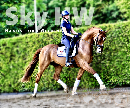 Horse ID: 2302739 Sky HW at www.HWfarm.com