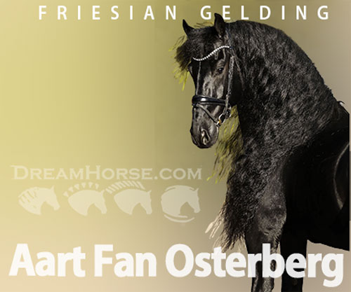 Horse ID: 2302833 Aart Fan Osterberg
