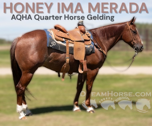 Horse ID: 2302834 HONEY IMA MERADA