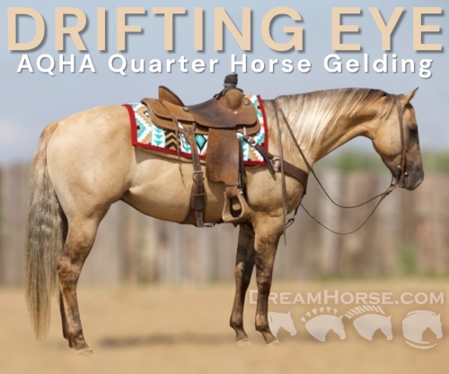 Horse ID: 2302835 DRIFTING EYE