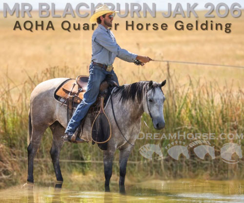 Horse ID: 2302836 MR BLACKBURN JAK 206