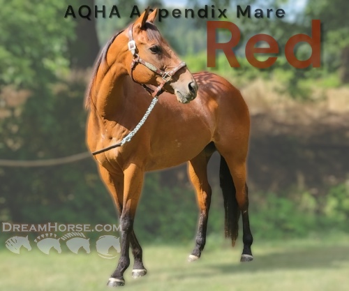 Horse ID: 2302859 Red
