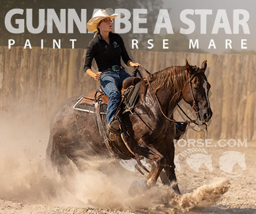 Horse ID: 2302888 GUNNA BE A STAR