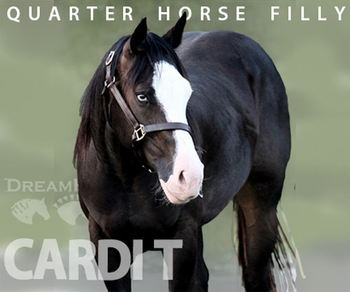 Horse ID: 2302890 CARDI T