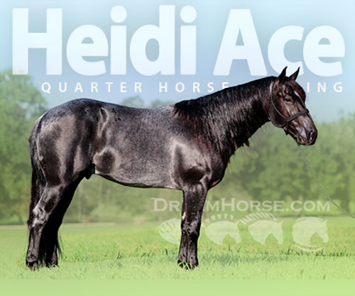Horse ID: 2302906 Heidi Ace