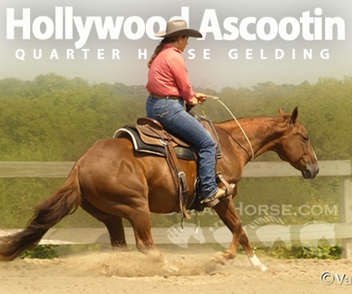 Horse ID: 2302907 Hollywood Ascootin